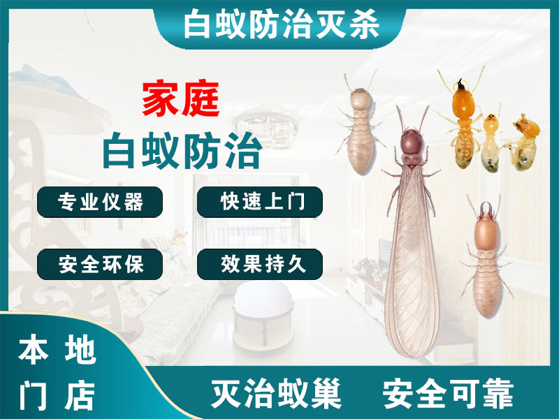 泰顺县家庭白蚁防治