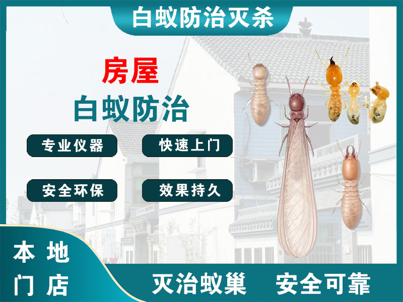 泰顺县房屋白蚁防治